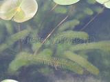 Tavi növények - Myriophyllum  hippuroides süllőhínár